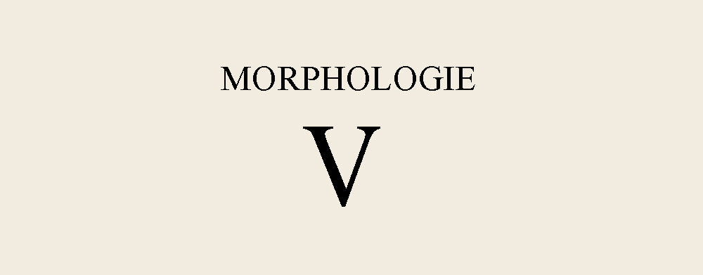 Tout savoir sur la morphologie en v - Elora