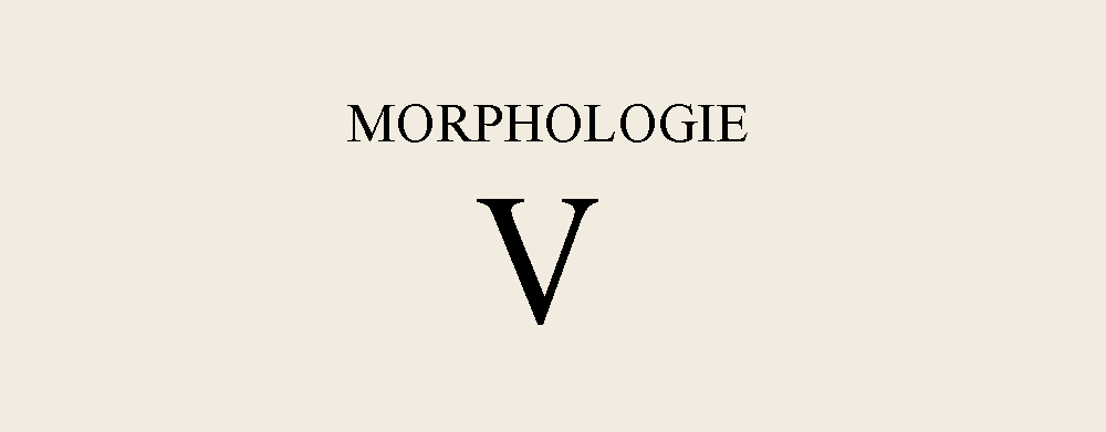 MorphologieV